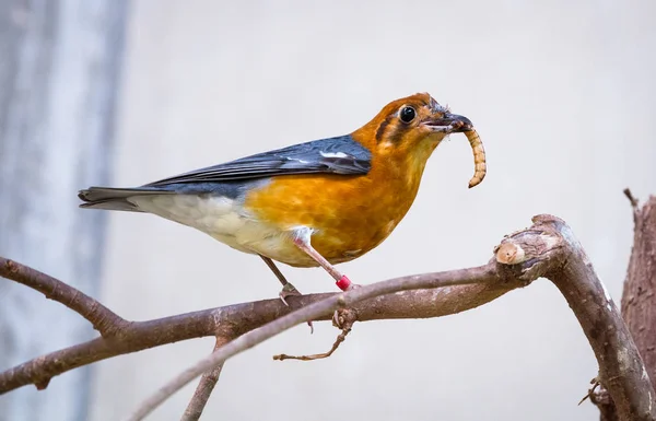 Oranžová vedl drozd s jídlem — Stock fotografie