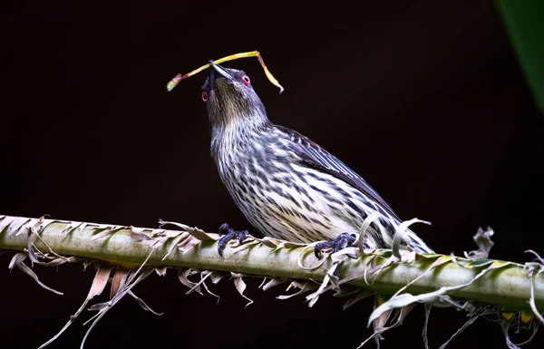 청소년 아시아 광택 starling (Aplonis panayensis) — 스톡 사진