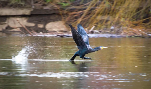 Un grand cormoran (Phalacrocorax carbo) prend son envol — Photo