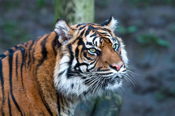 Um tigre-de-sumatra (Panthera tigris sumatrae ) — Fotografia de Stock