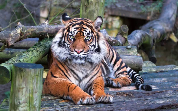 Um tigre-de-sumatra (Panthera tigris sumatrae ) — Fotografia de Stock