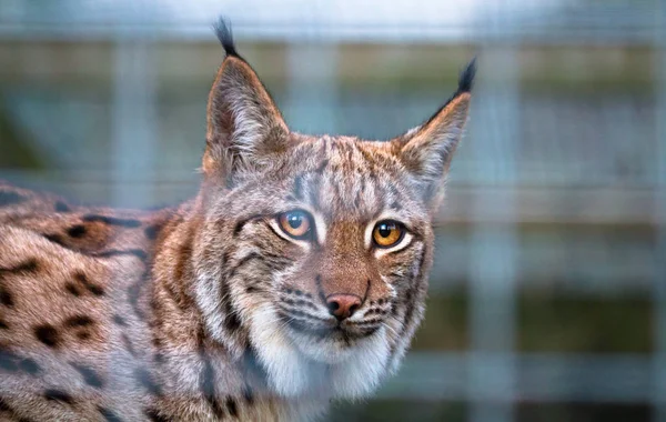 Um lince dos Cárpatos (Lynx lynx carpathicus ) — Fotografia de Stock