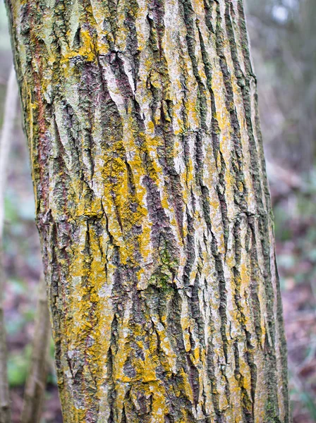 Yellow crust lichen covers the bark of a tree — Stock Photo, Image