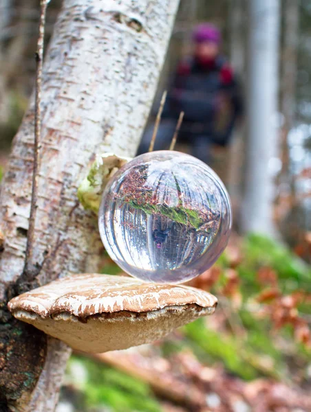 Une boule de verre repose sur un champignon étagère — Photo