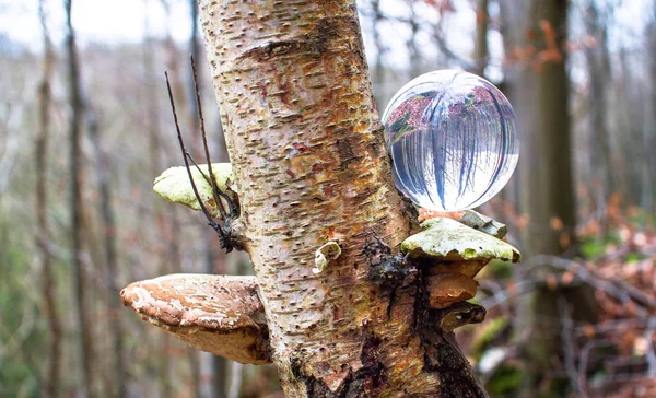 Une boule de verre repose sur un champignon étagère — Photo