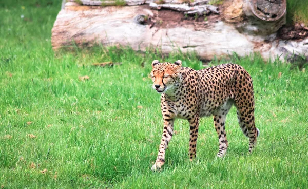 Afryki Północnej cheetah — Zdjęcie stockowe