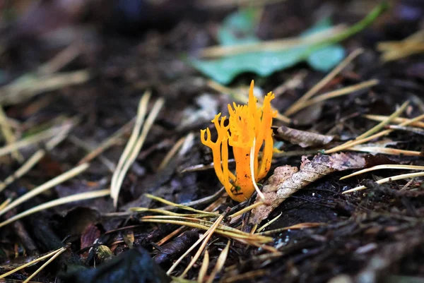 Yellow staghorn mushroom — Stock Photo, Image