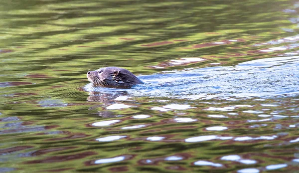 Eurasiska otter simning — Stockfoto