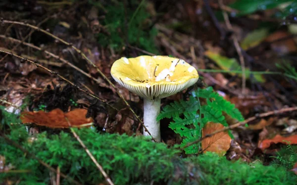 A common yellow russula mushroom (Russula ochroleuca) — Stock Photo, Image