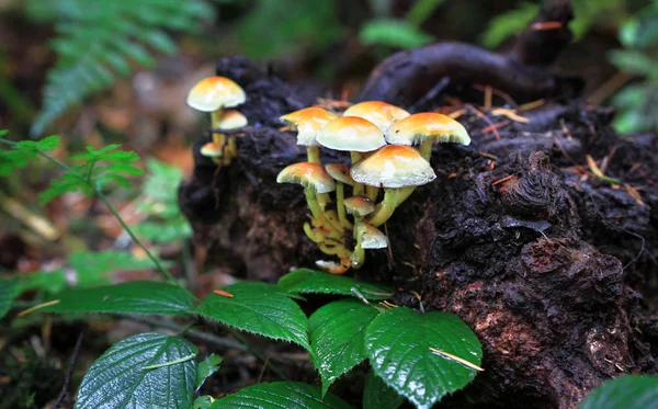 A group of sulfur tuft mushrooms (Hypholoma fasciculare) — Stock Photo, Image