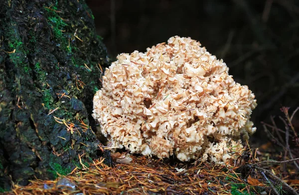 Una gran coliflor setas (Sparassis crispa ) —  Fotos de Stock