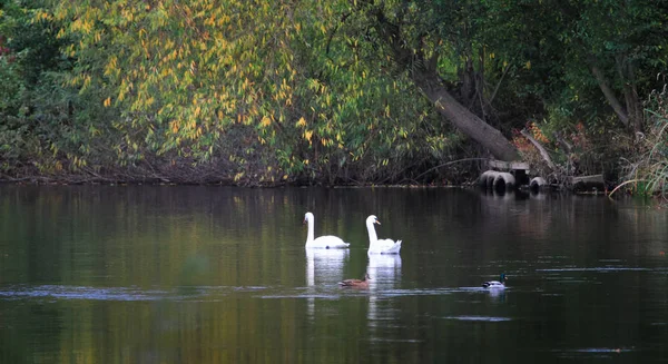 Mute swans swimming
