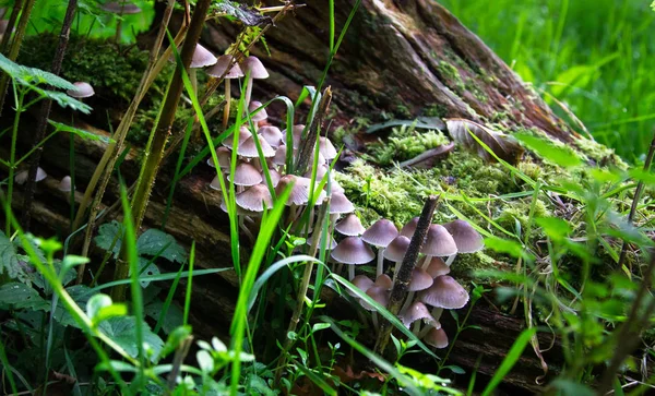 A group of small white-brown mushrooms grow on a log — Stock Photo, Image