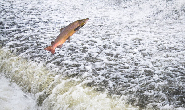 Atlantic salmon jumping