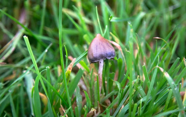 A liberty cap mushroom (Psilocybe semilanceata) — Stock Photo, Image