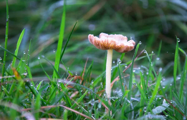 A white and brown mushroom grows in a grassy field — Stock Photo, Image