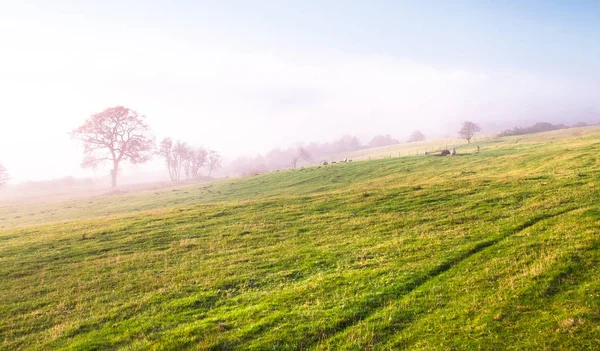 A grassy field for sheep grazing begins to fill with fog