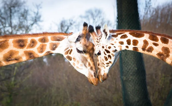 Rothchild'ın zürafalar bir çift kafa dokunur — Stok fotoğraf