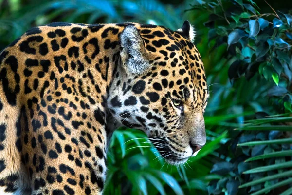 Uma onça-pintada adulta (Panthera onca) de perto entre a vegetação da selva — Fotografia de Stock