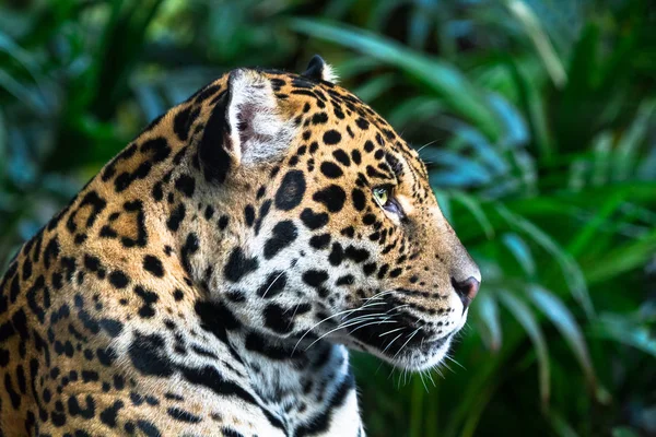 Uma onça-pintada adulta (Panthera onca) de perto entre a vegetação da selva — Fotografia de Stock