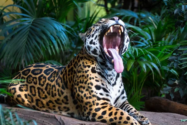 Uma onça-pintada adulta (Panthera onca) bocejo / rugido — Fotografia de Stock