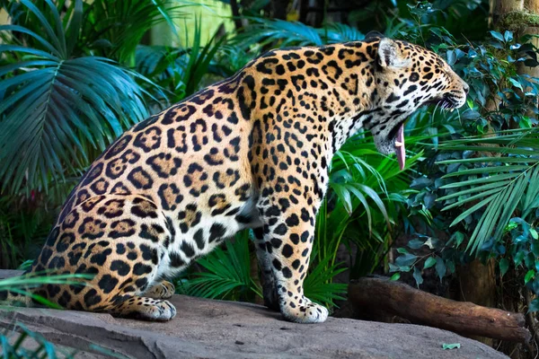 Uma onça-pintada adulta (Panthera onca) bocejo / rugido — Fotografia de Stock