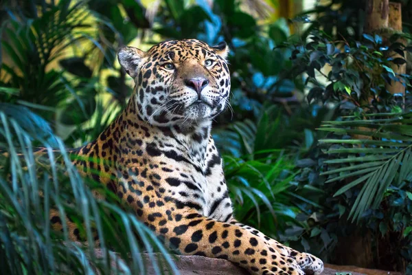 Uma onça-pintada adulta (Panthera onca) relaxante entre a vegetação da selva — Fotografia de Stock