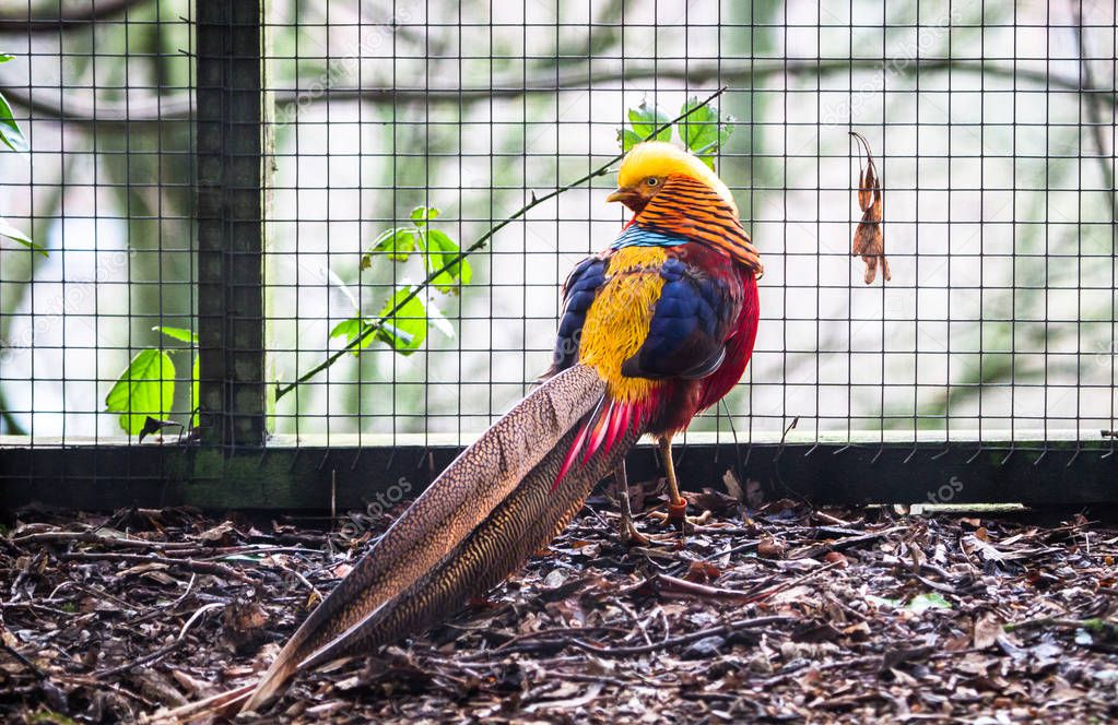 A golden pheasant (Chrysolophus pictus)