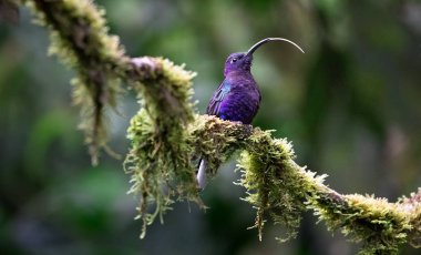 Menekşe sabrewing (Campylopterus hemileucurus), yetişkin erkek