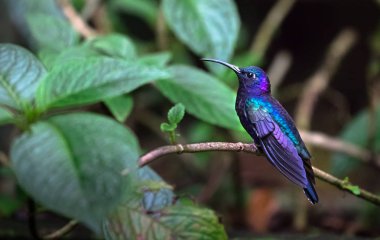 Menekşe sabrewing (Campylopterus hemileucurus), yetişkin erkek