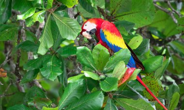 Scarlet Amerika papağanı (Ara macao)