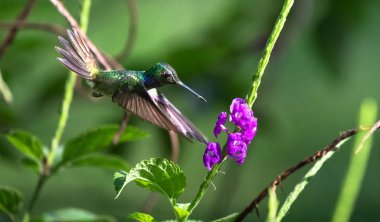 Meksika menekşekulaklı (Colibri thalassinus) uçuş
