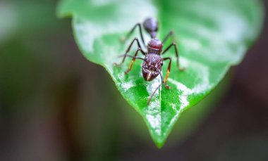 Kurşun Karınca (Paraponera clavata)
