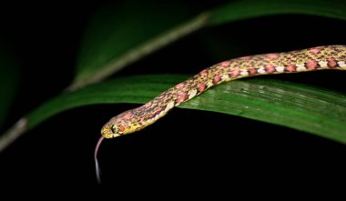 Salyangoz yiyen (Sibon sp., Sibon argus ya da Sibon longifrenis)