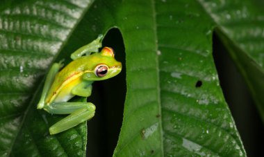 Treefrog (Boana rufitela) Juvenil Kızıl perdeli