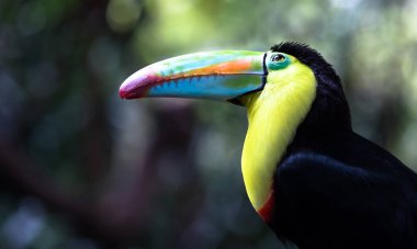 Keel-billed toucan (Ramphastos sulfuratus) clipart