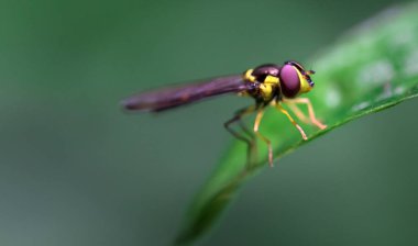 Hoverfly Kosta Rika