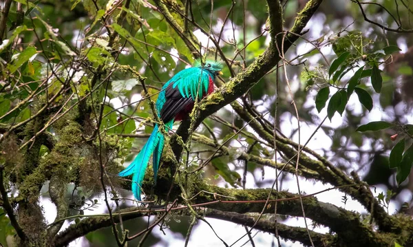 Resplendant quetzal (Pharomachrus mocinno) adult male — Stock Photo, Image