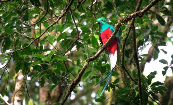 Resplendant quetzal (Pharomachrus mocinno) adult male — Stock Photo, Image