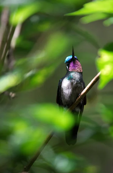 자주색 목 mountaingem (Lampornis calolaemus), 성인 남성 — 스톡 사진