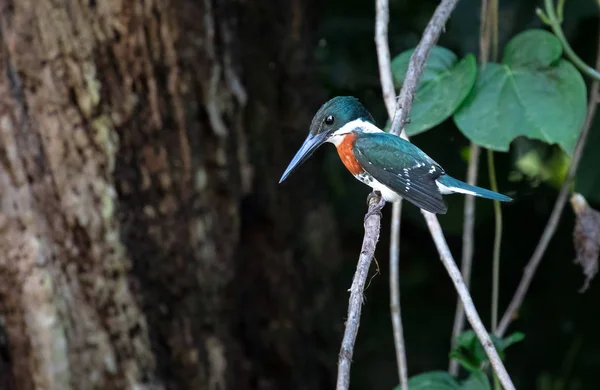 Green kingfisher (Chloroceryle americana), adult male — Stock Photo, Image