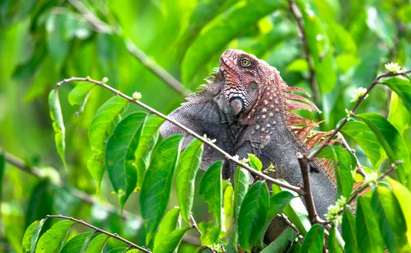 Zöld leguán (Iguana iguana) — Stock Fotó