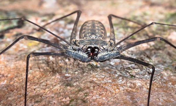 Araignée fouettée, ou scorpion fouet sans queue (ordre Amblypygi ) — Photo