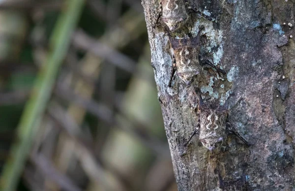 Hortum yarasalar (Rhynchonycteris naso) — Stok fotoğraf