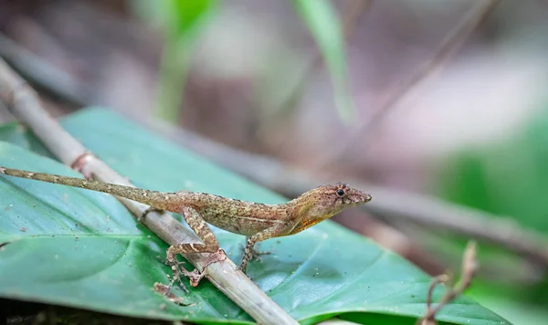 Golfo-Dulce anole, também conhecido por anole em grande escala (Norops polylepis ) — Fotografia de Stock