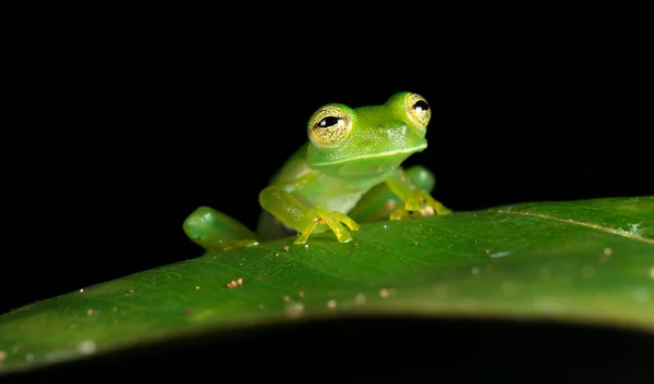 Smaragdově zelené sklo žába (Centrolene prosoblepon nebo Espadarana prosoblepon) — Stock fotografie