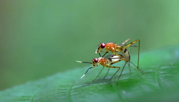 Moscas apareándose en una hoja, Costa Rica — Foto de Stock