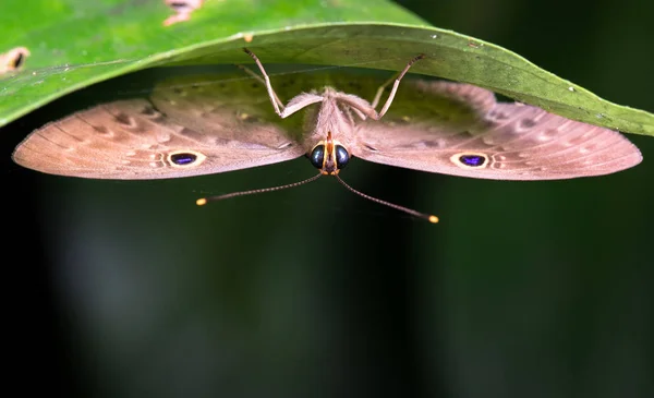 Nachtvlinder onder een blad, Costa Rica — Stockfoto