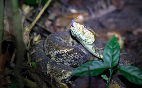 Fer-de-Lance (Bothrops asper), Yetişkin kadın — Stok fotoğraf