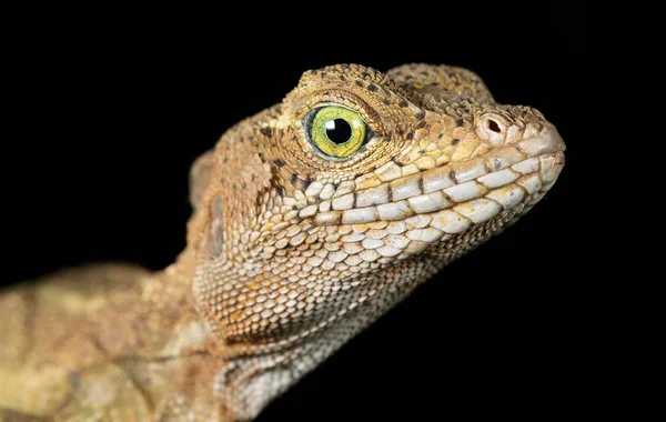 Sisakos Baziliszkusz (Basiliscus bizánci császár Basiliscus bizánci császár), a felnőtt női — Stock Fotó